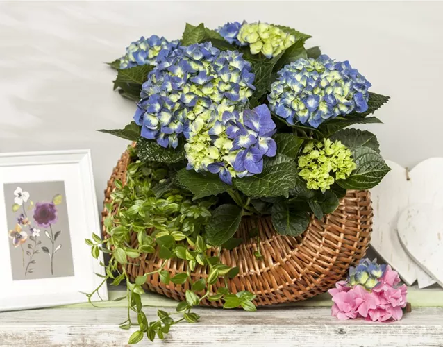 HORTENSIEN ALS LUFTBEFEUCHTER!