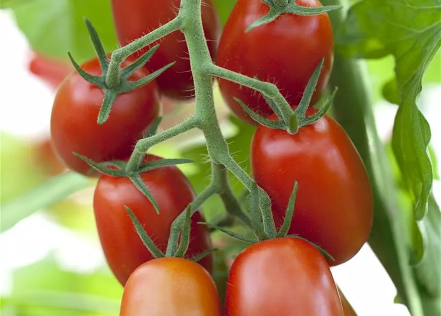 Tomatensamen 'Ravello F1'