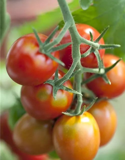 Tomatensamen 'Ravello F1'