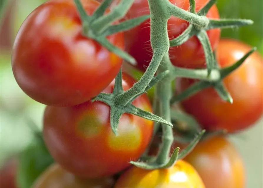 Tomatensamen 'Ravello F1'