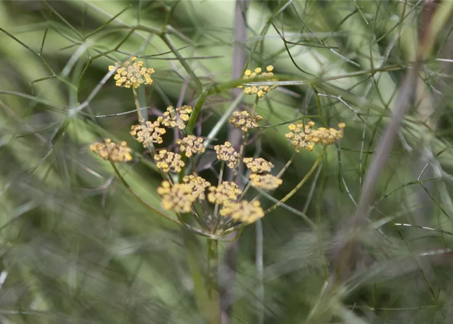 Zierfenchelsamen 'Smokey'