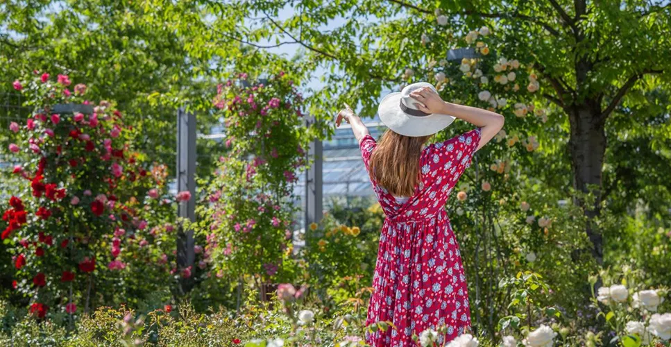 DER ROSENGARTEN - SCHLICHTE ELEGANZ UND TOLLE DüFTE