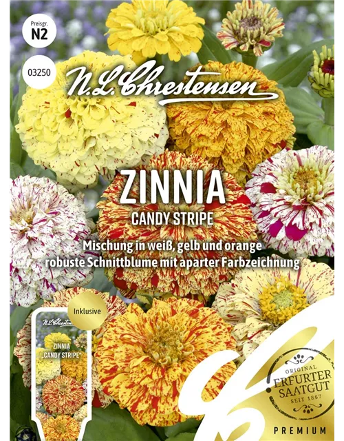 Zinniensamen 'Candy Stripe'