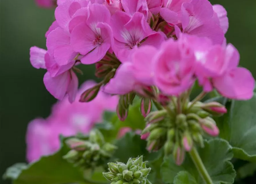 Zonal-Pelargonien-Samen
