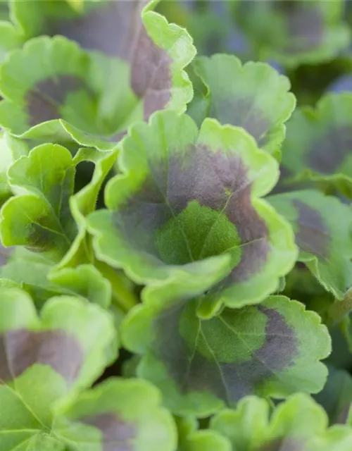 Zonal-Pelargonien-Samen