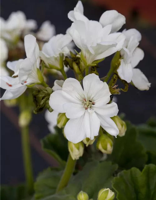 Zonal-Pelargonien-Samen