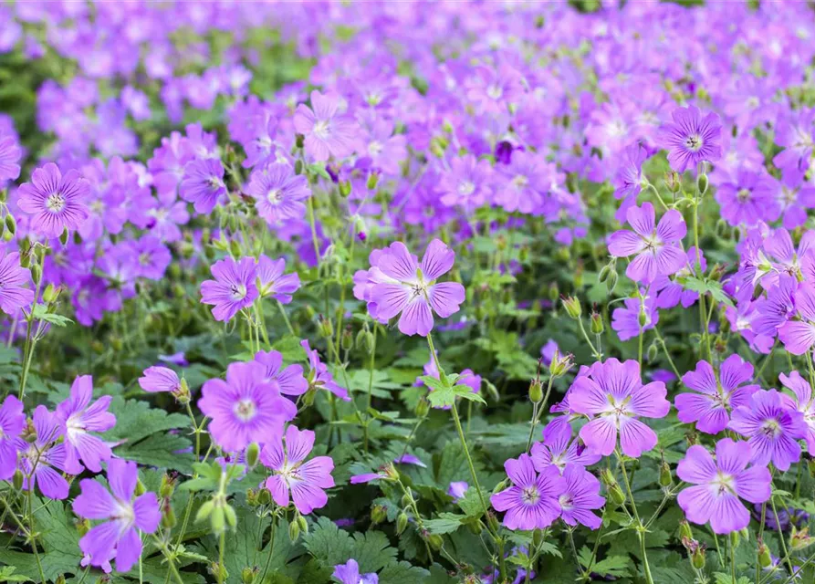 Geranium gracile 'Sirak'