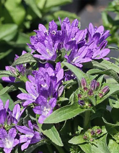 Campanula glomerata 'Dahurica', gen.