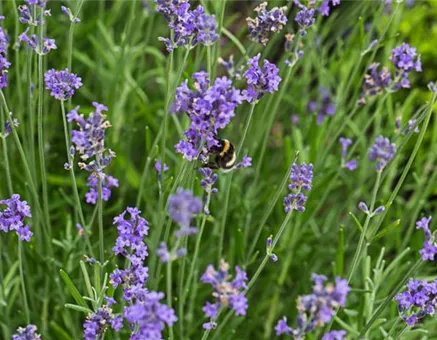 Lavandula angustif.'Blue Scent Early' -R-