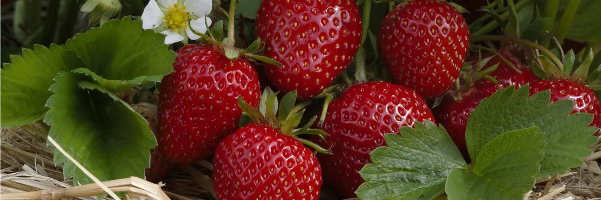 Fragaria x ananassa