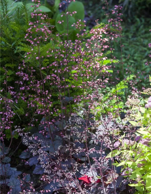 Kleinblütiges Silberglöckchen