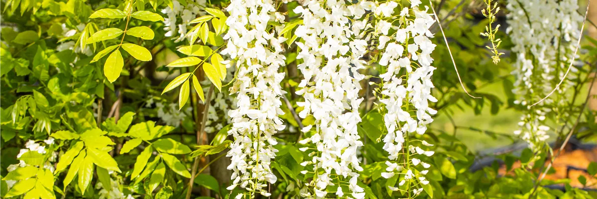 Wisteria sinensis 'Alba'