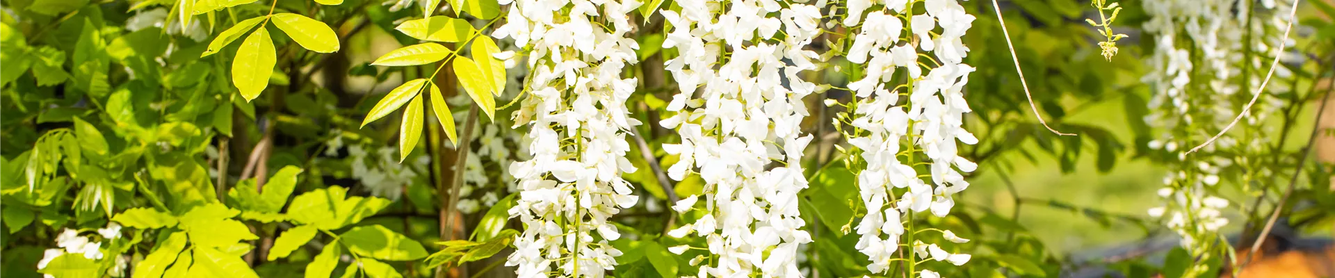 Wisteria sinensis 'Alba'