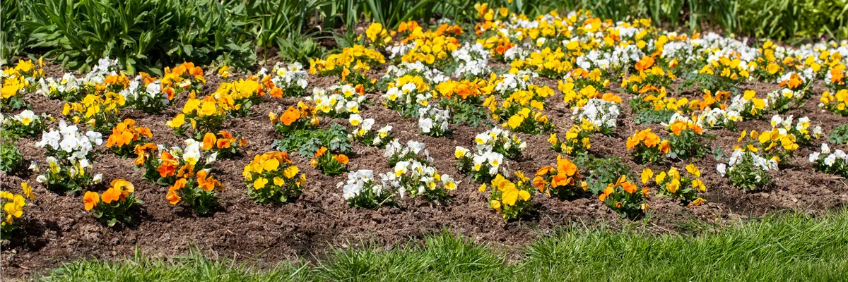 Beet mit Hornveilchen