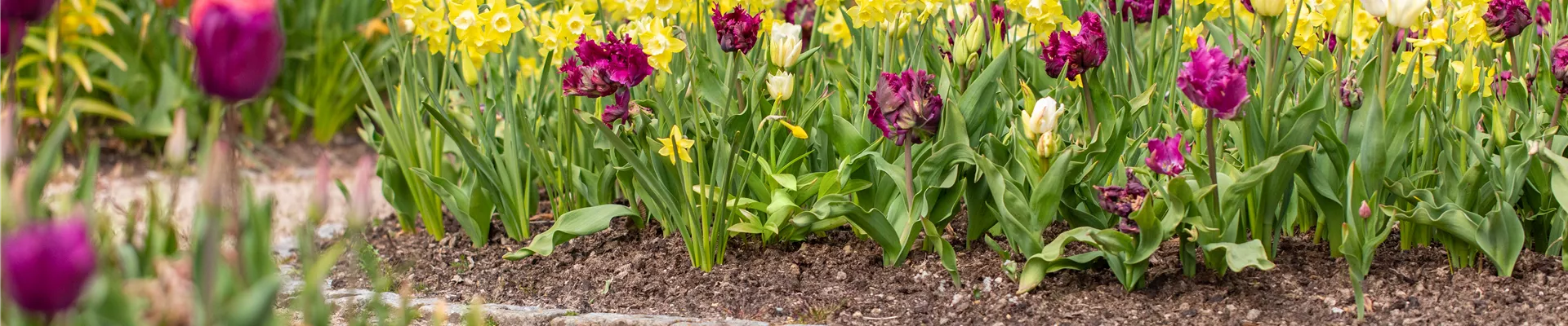 Wie Blumenzwiebeln im Frühjahr am besten eingepflanzt werden