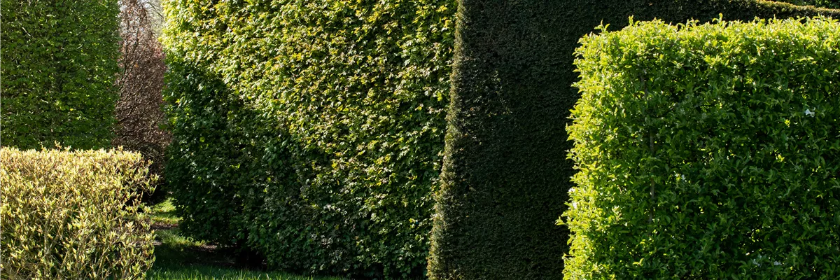 Heckenpflanzen