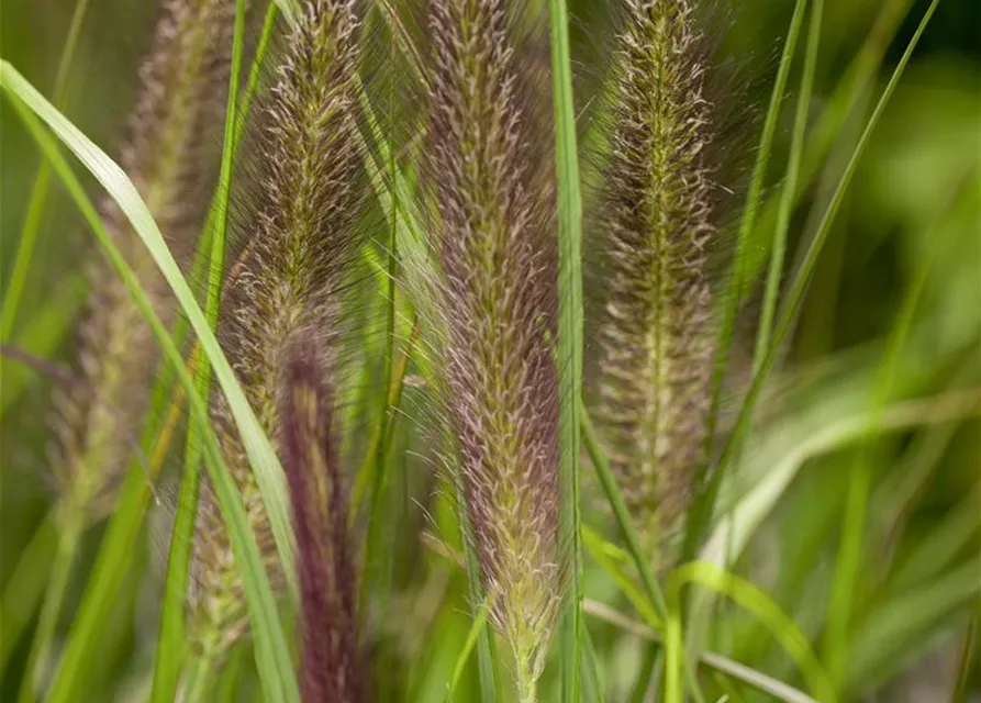 Garten-Federborstengras