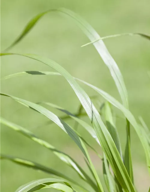 Garten-Federborstengras