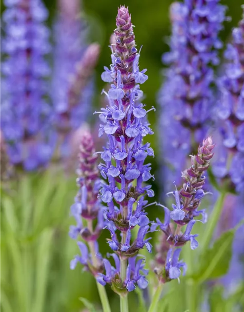 Garten-Blüten-Salbei 'Blauhügel'