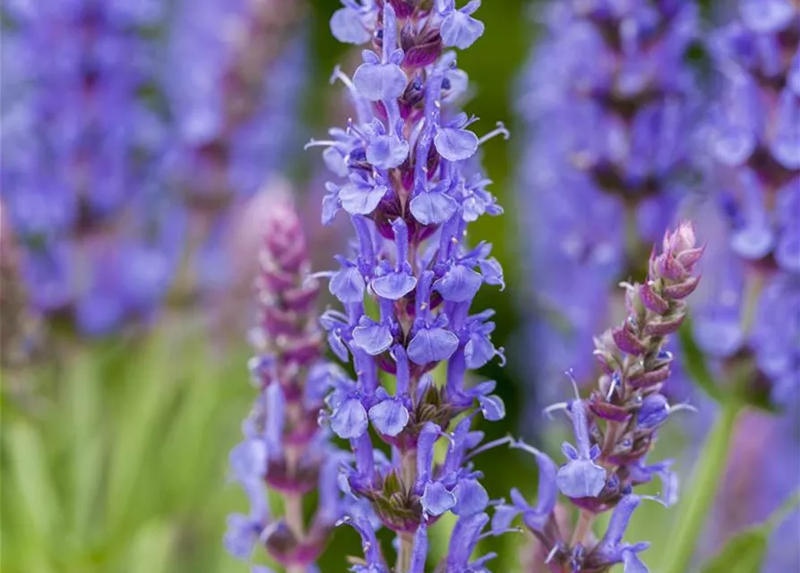 Garten-Blüten-Salbei 'Blauhügel'