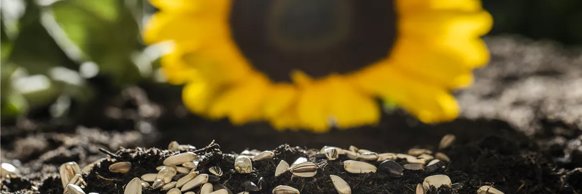 Sonnenblumensamen auf Erde