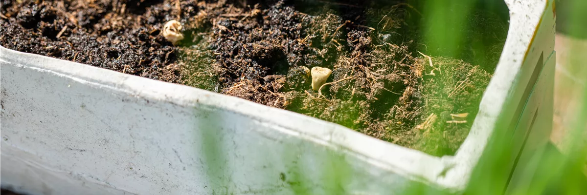 Aussaat - Milchkarton Beet