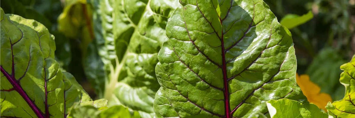 Beta vulgaris var. cicla