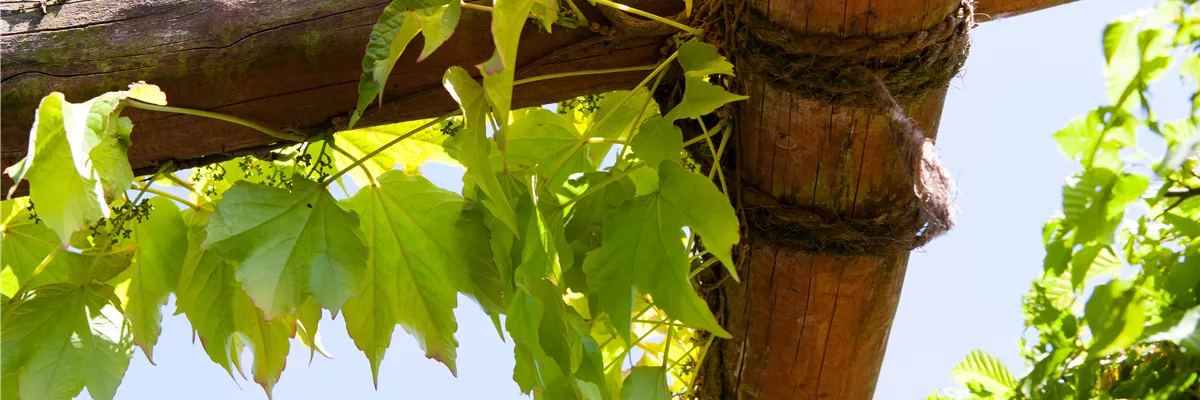 Parthenocissus tricuspidata 'Veitchii'