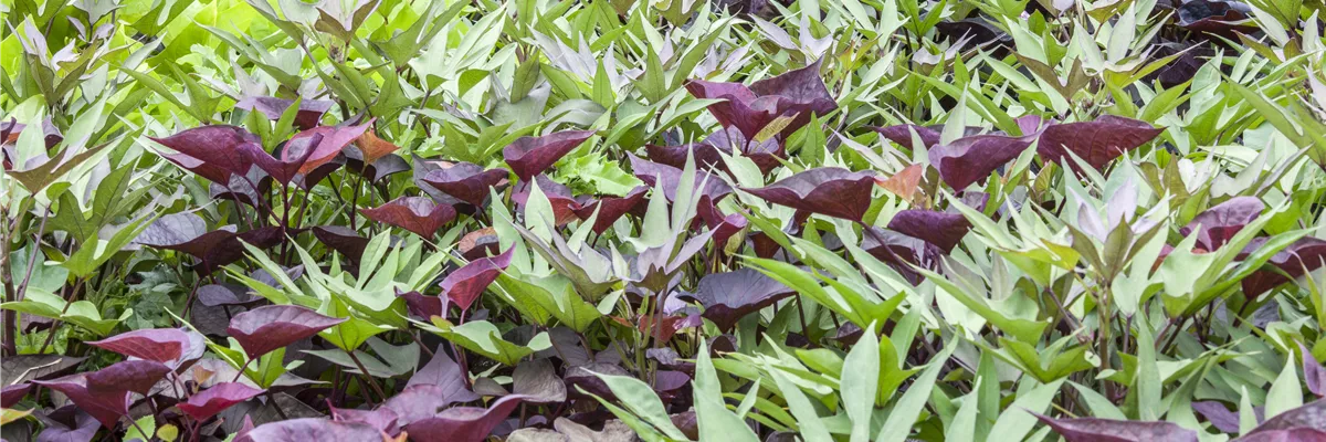 Beta vulgaris ssp. vulgaris 'Rote Kugel'