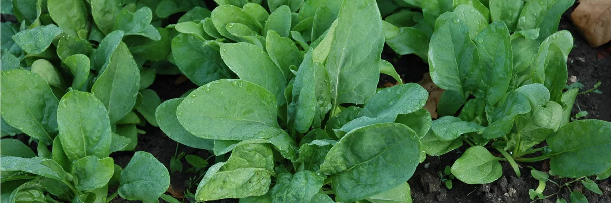 Spinacia oleracea