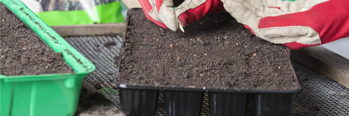 Anzuchtschale, Zucchinisamen setzen