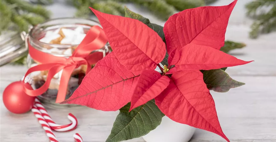 ZIMMERPFLANZEN ZU WEIHNACHTEN