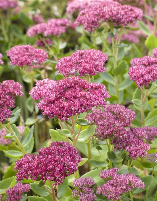 Großes Garten-Fettblatt