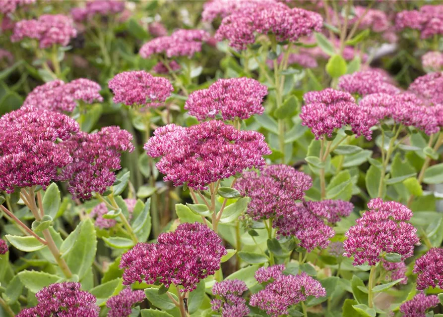 Großes Garten-Fettblatt