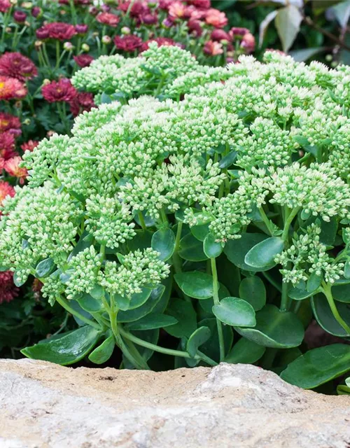Großes Garten-Fettblatt