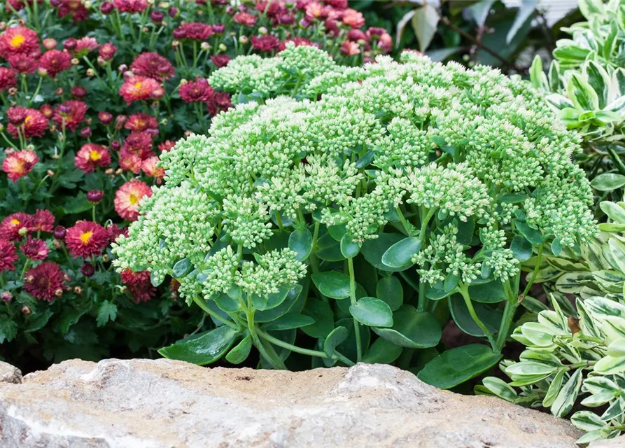 Großes Garten-Fettblatt