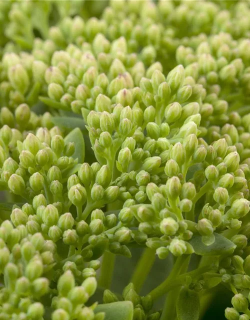 Großes Garten-Fettblatt