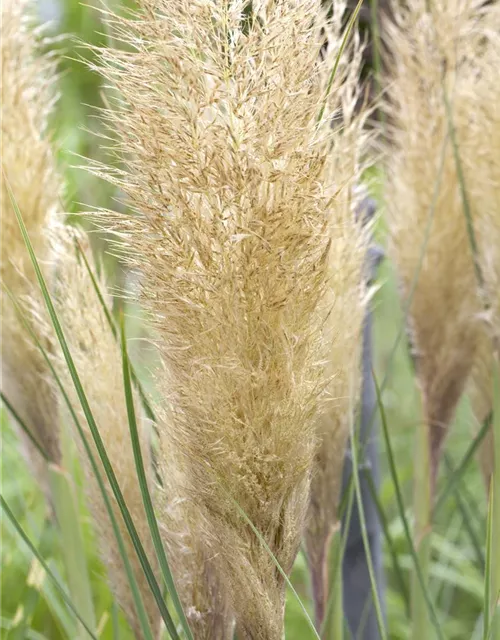 Cortaderia selloana 'Weiße Feder'