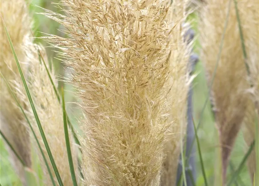 Cortaderia selloana 'Weiße Feder'