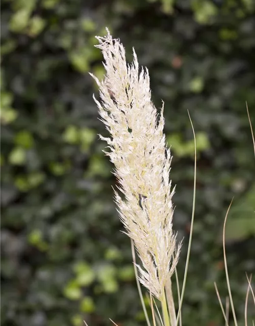 Cortaderia selloana 'Weiße Feder'