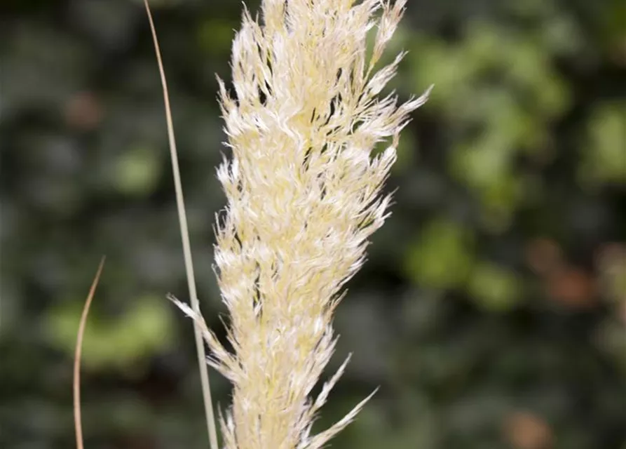 Cortaderia selloana 'Weiße Feder'