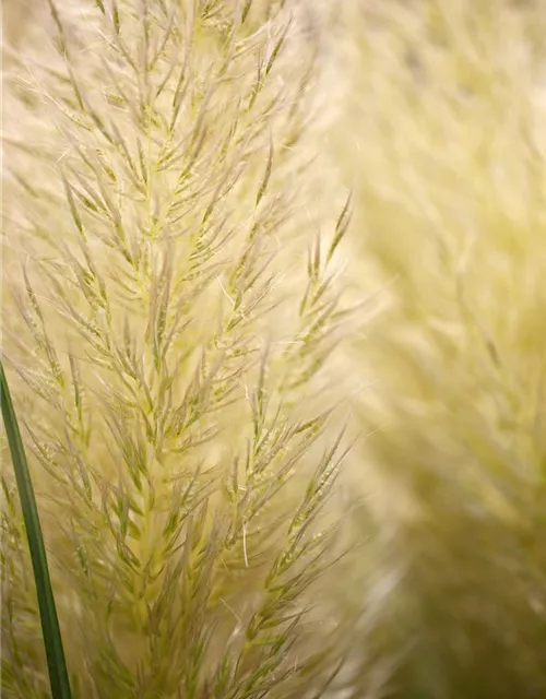 Cortaderia selloana 'Weiße Feder'