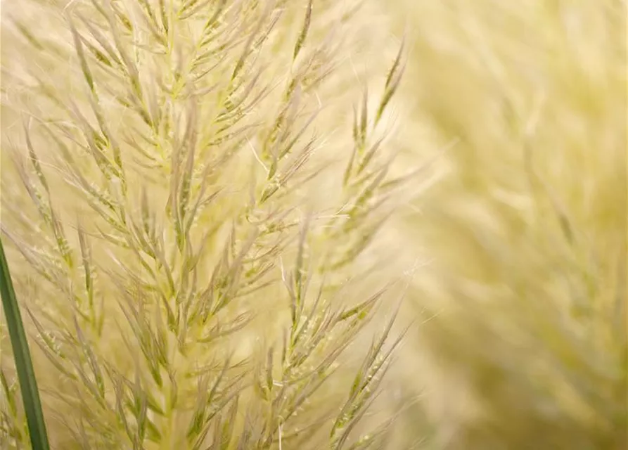 Cortaderia selloana 'Weiße Feder'