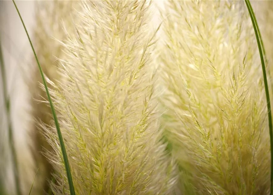 Cortaderia selloana 'Weiße Feder'
