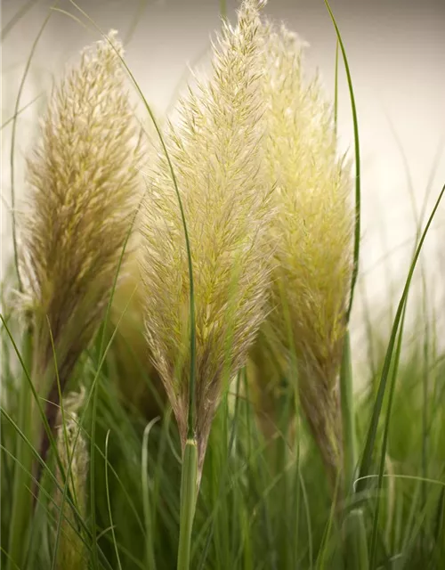 Cortaderia selloana 'Weiße Feder'