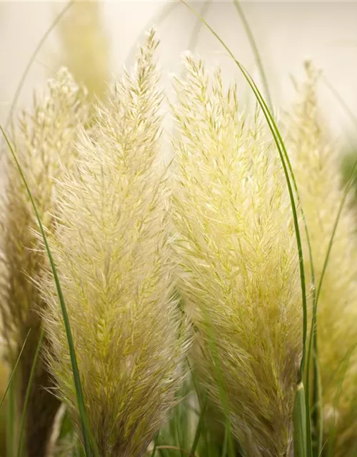 Cortaderia selloana 'Weiße Feder'