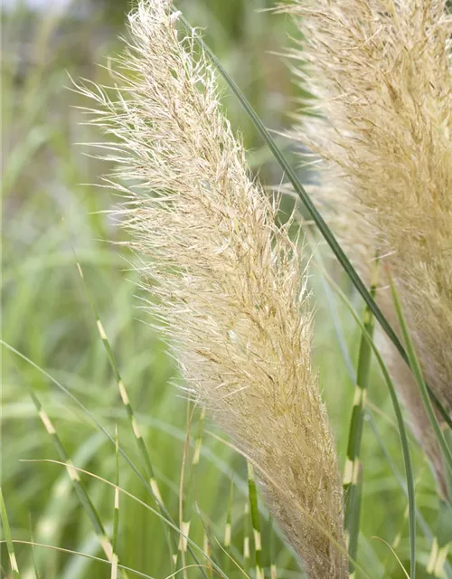 Cortaderia selloana 'Weiße Feder'
