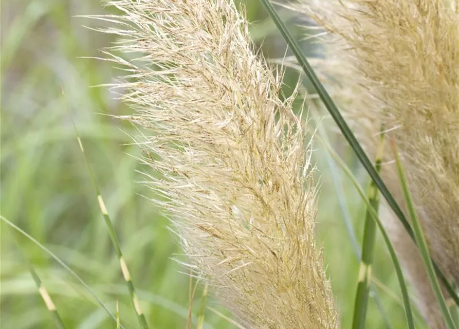 Cortaderia selloana 'Weiße Feder'