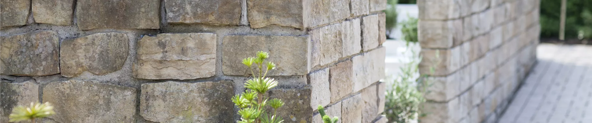 Mediterrane Pflanzen für Balkon und Terrasse machen Stimmung