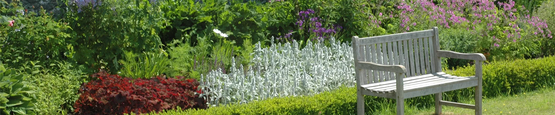 Staudenpflege im Sommer – So bleibt alles schön bunt